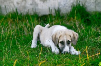 sick puppy