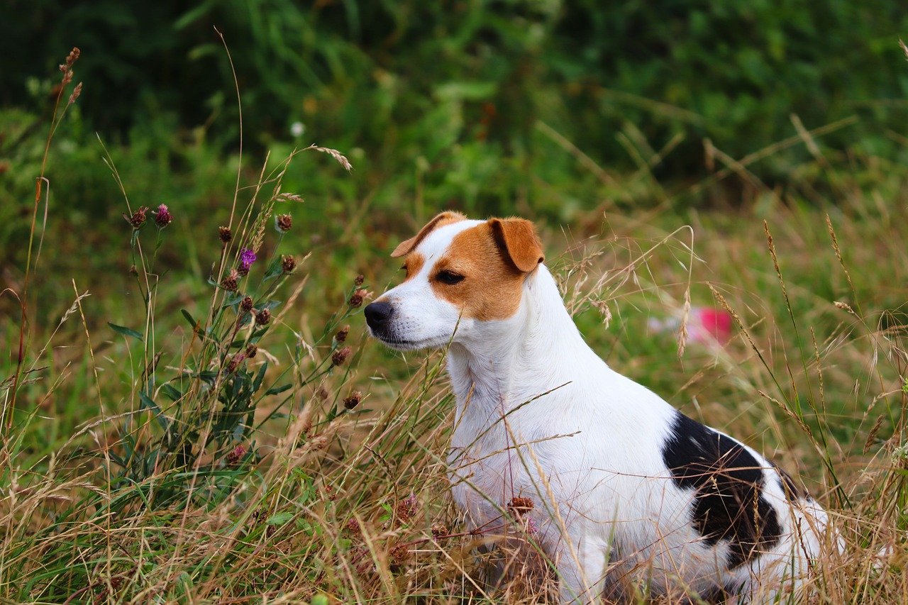 dog, pet, meadow