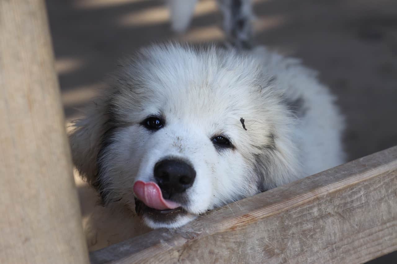 great pyrenees, puppy, dog