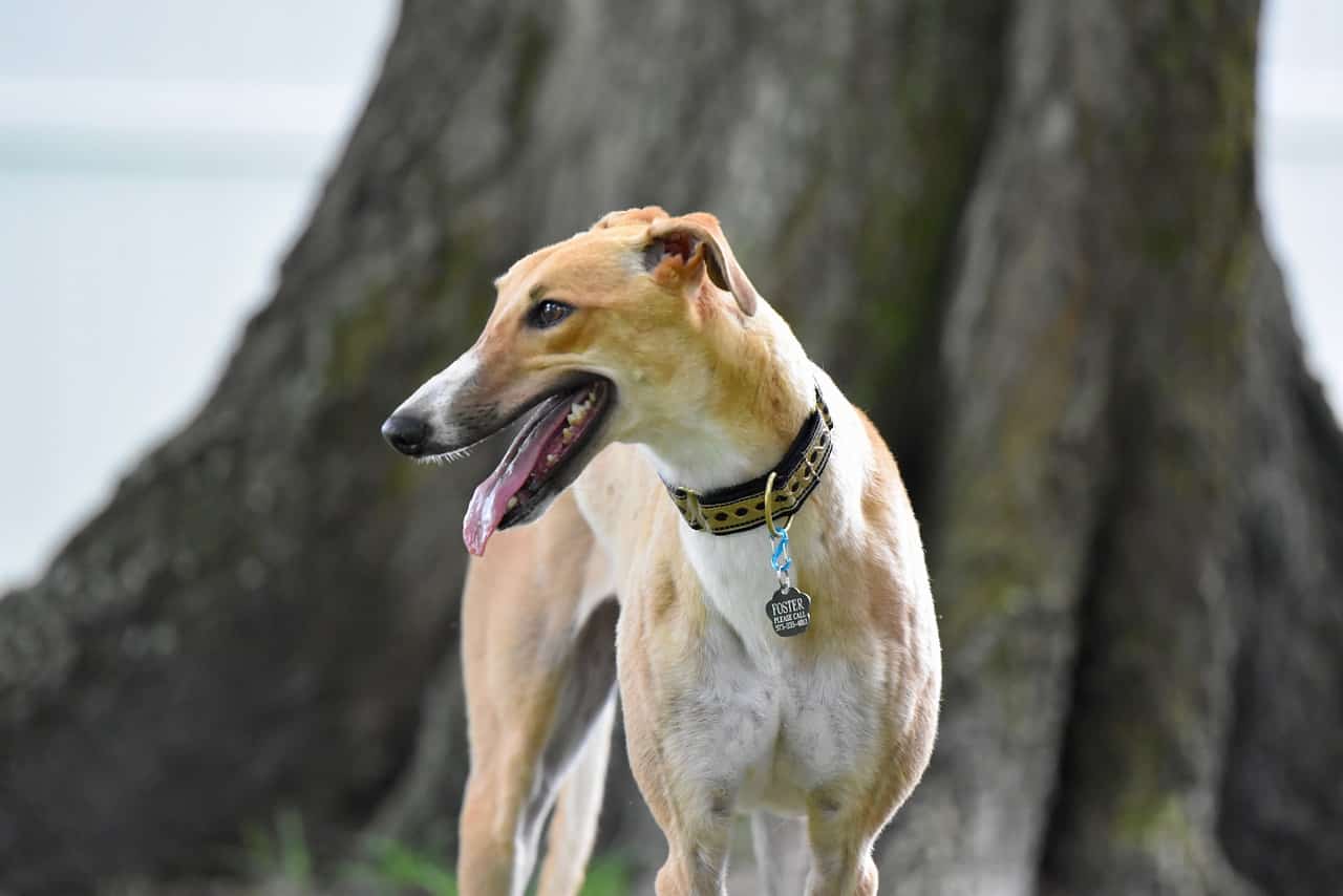 greyhound, dog, animal