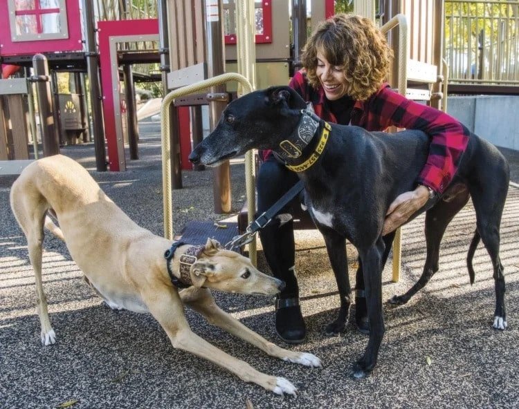 Woman Dreams Of Adopting The Perfect Greyhound, Then She Finds Him